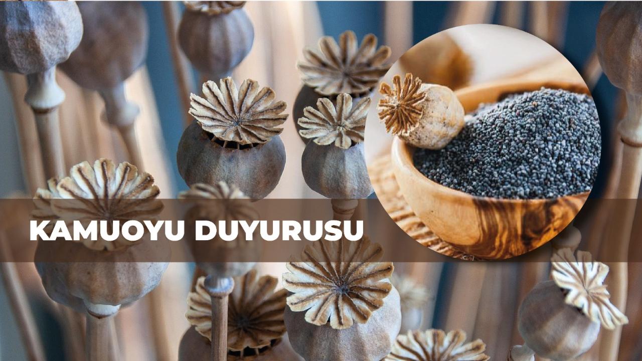 Otomatik Taslak