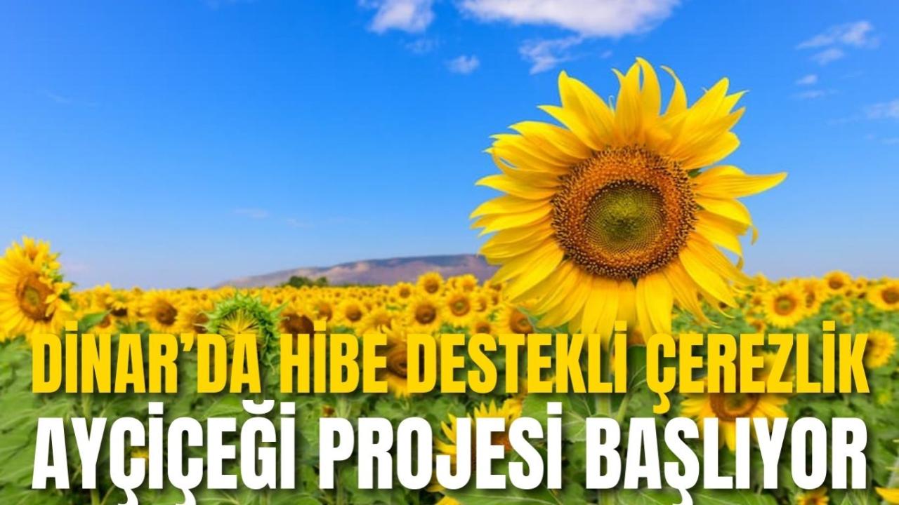 Dinar’da Hibe Destekli Çerezlik Ayçiçeği Projesi Başlıyor