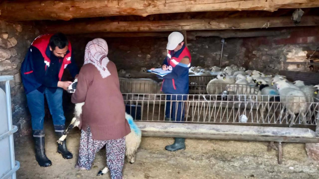 Afyon’da Sürü Verimliliği İçin Islah Projesi Devam Ediyor