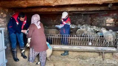 Afyon’da Sürü Verimliliği İçin Islah Projesi Devam Ediyor