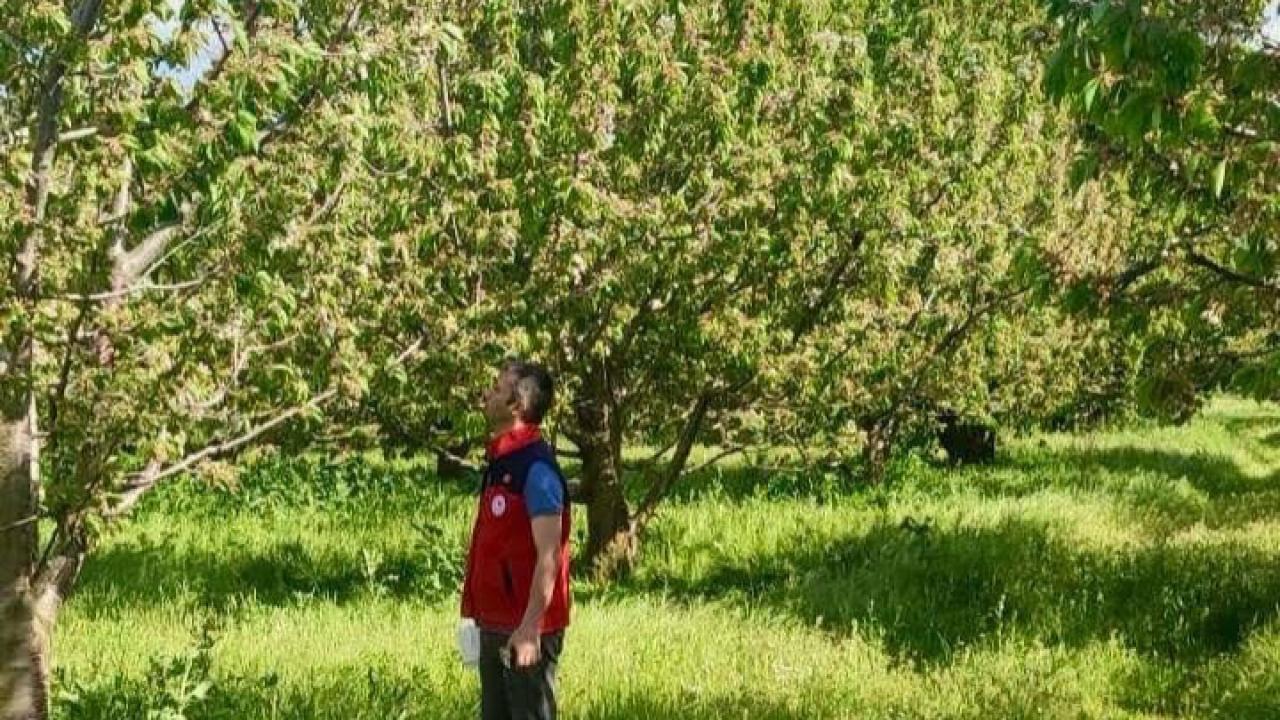 Akdeniz Meyve Sineği Alarmı: Afyon’da Ekipler Sahada Seferber Oldu