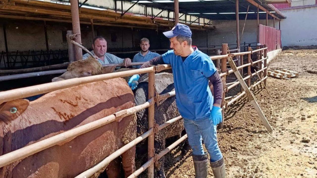 Afyon'da Tarım Ekipleri Sahada: İthal Hayvanların Sağlığı ve Kayıtları Yakından İzleniyor