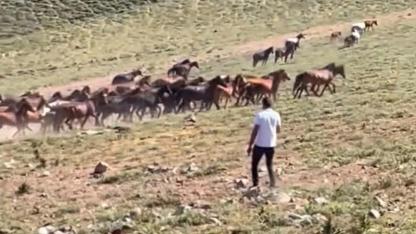Emirdağ Yaylalarında Yılkı Atlarını Hedef Alan Tuzaklar İmha Edildi