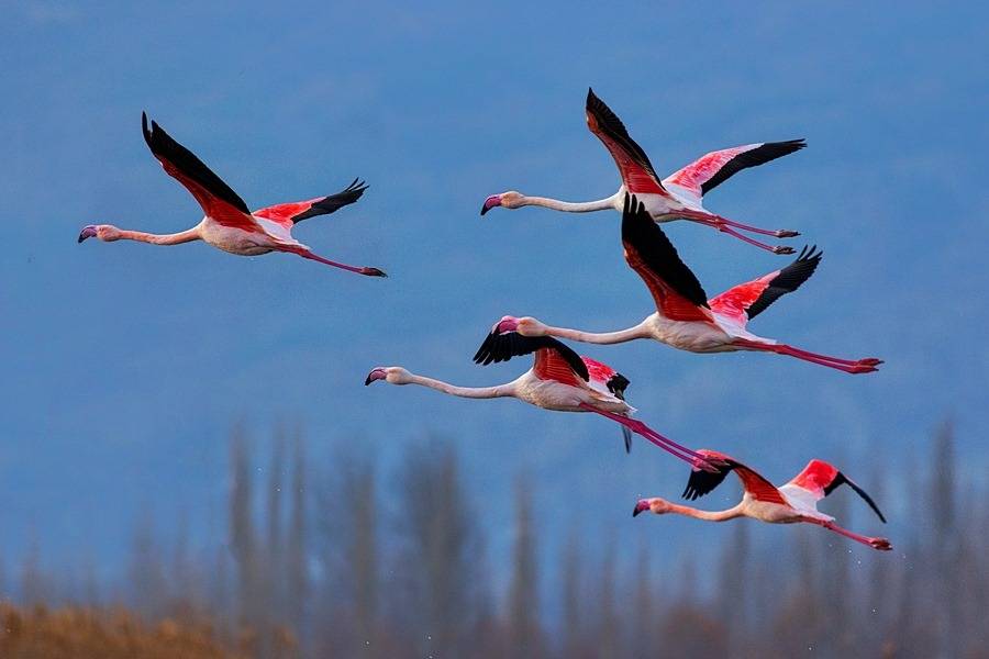 Eber Gölü'nde Doğa Yeniden Canlanıyor: Flamingolar Geri Döndü