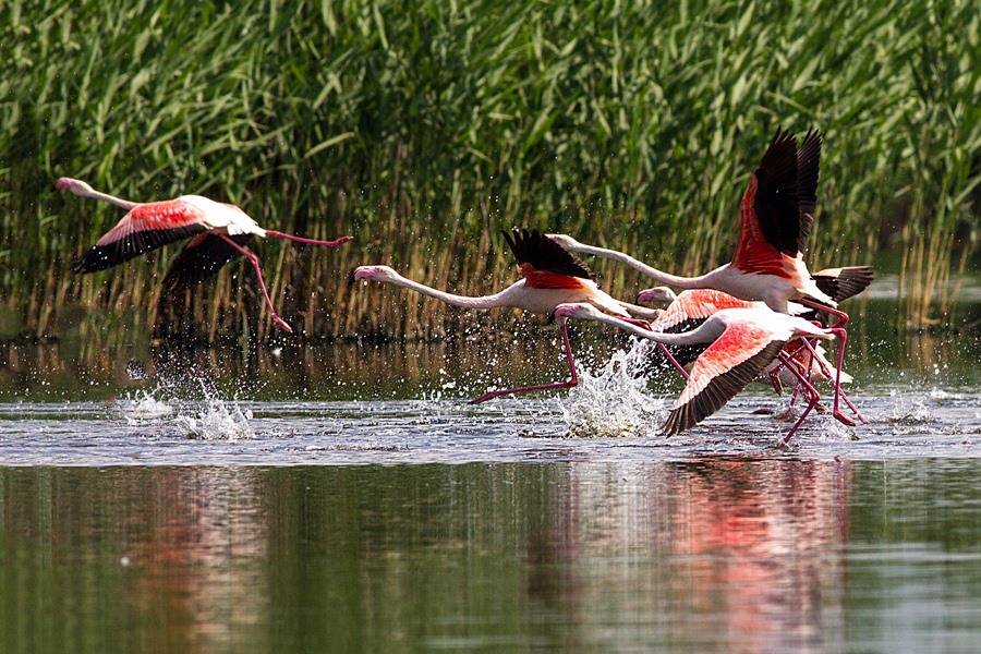 Eber Gölü'nde Doğa Yeniden Canlanıyor: Flamingolar Geri Döndü