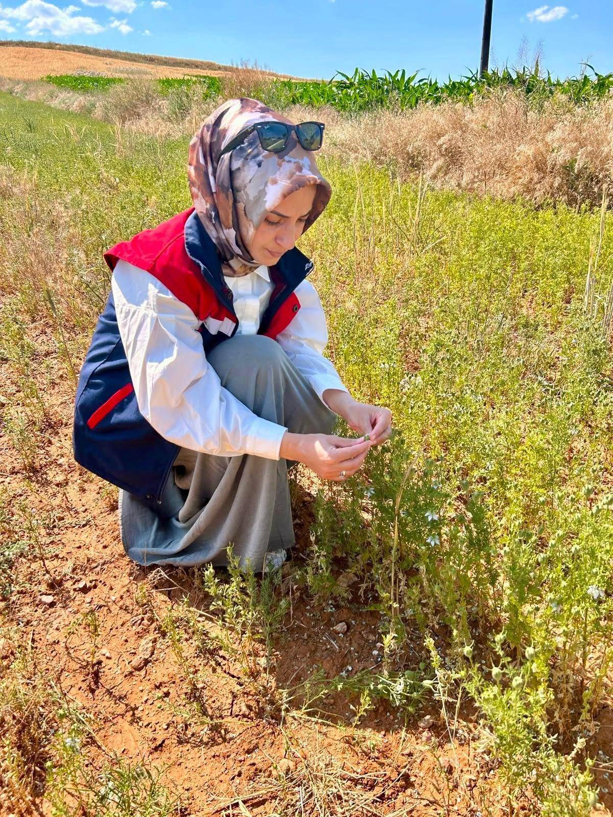 Afyon'da Çörek Otu ve Haşhaş Tarlalarında Denetim
