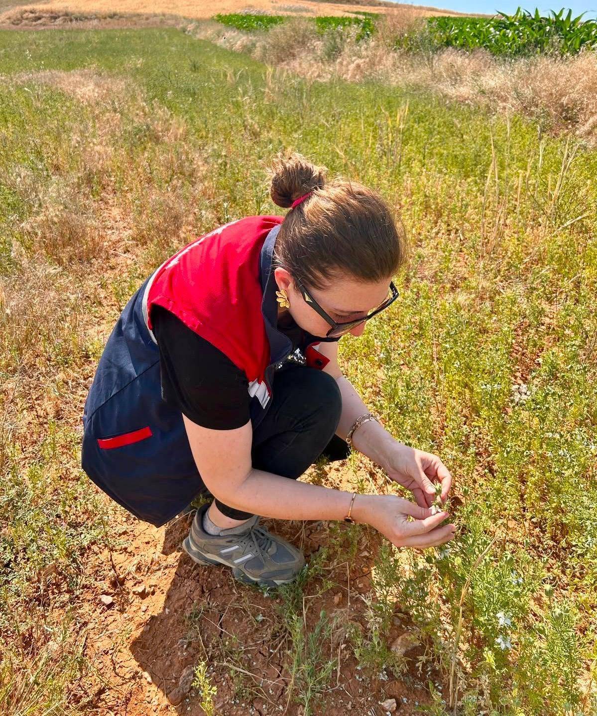 Afyon'da Çörek Otu ve Haşhaş Tarlalarında Denetim