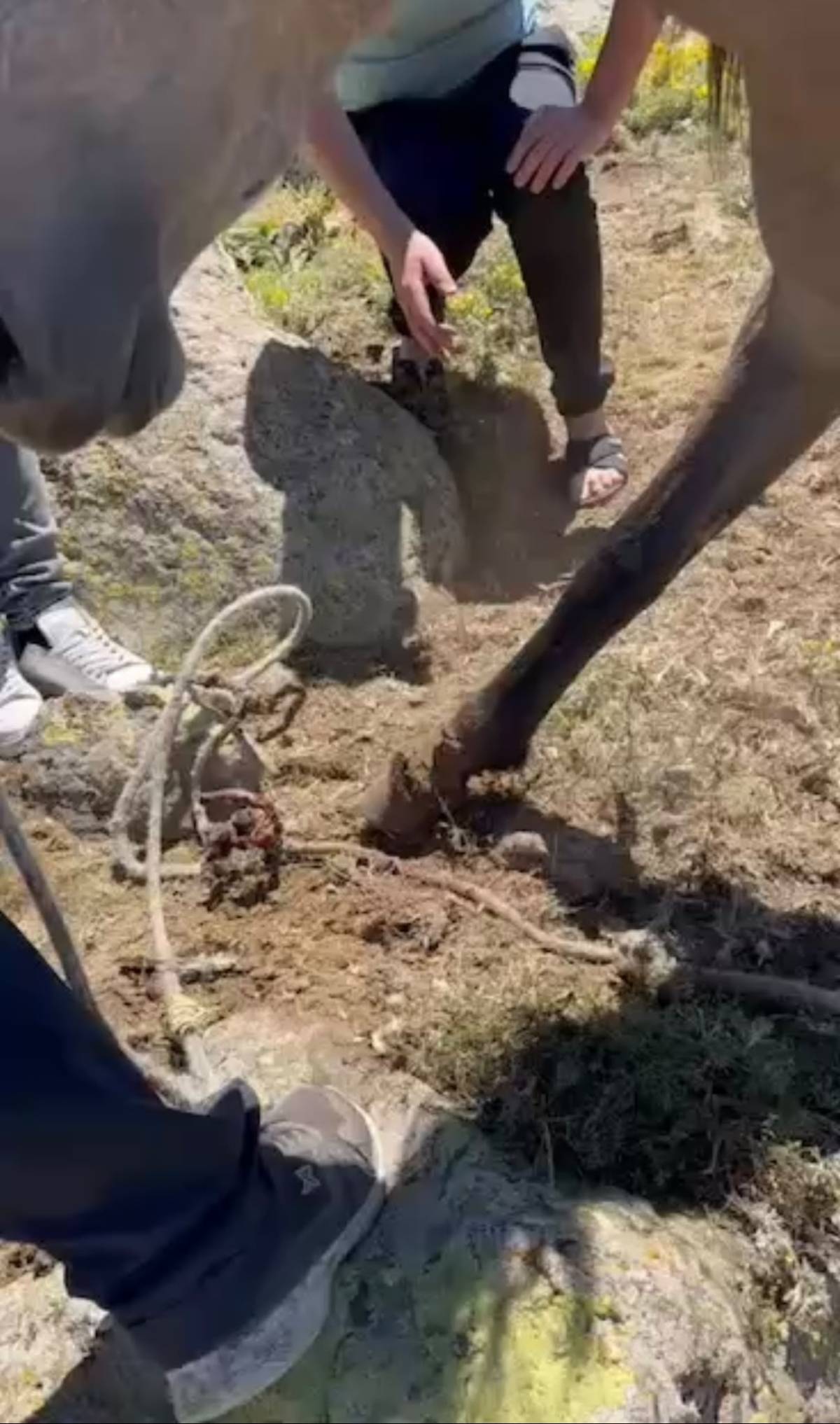 Emirdağ'da Yılkı Atlarına Tuzak İddiası: Doğaseverler Son Anda Kurtardı