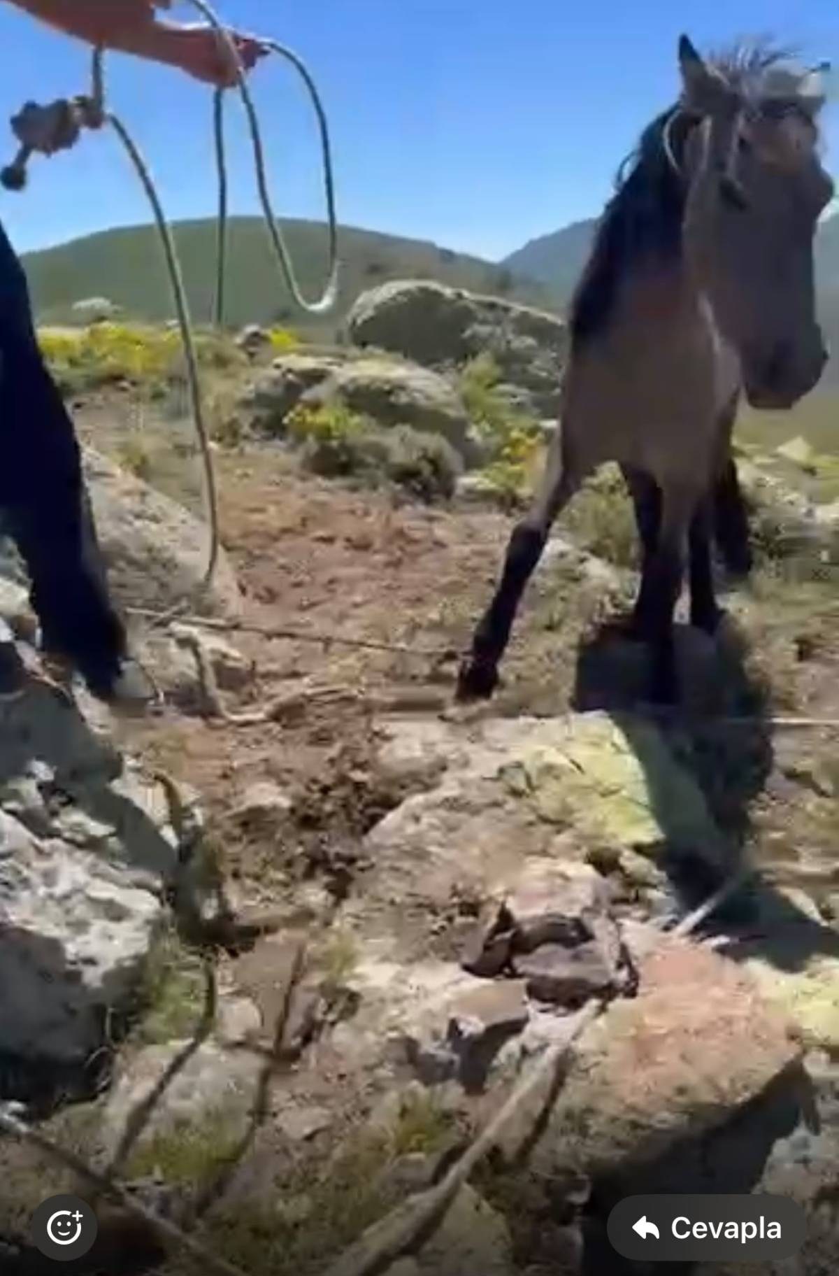 Emirdağ'da Yılkı Atlarına Tuzak İddiası: Doğaseverler Son Anda Kurtardı