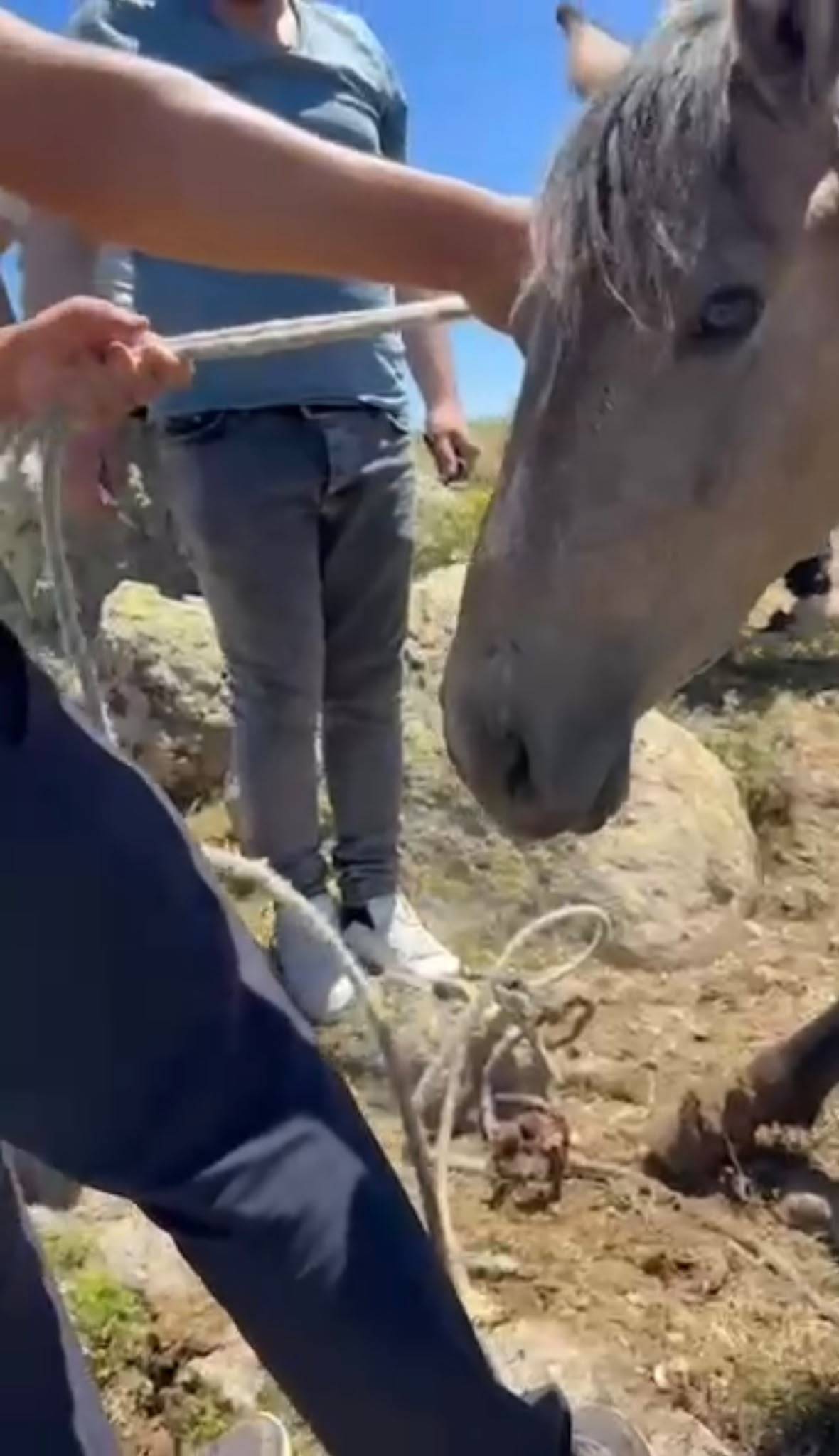 Emirdağ'da Yılkı Atlarına Tuzak İddiası: Doğaseverler Son Anda Kurtardı