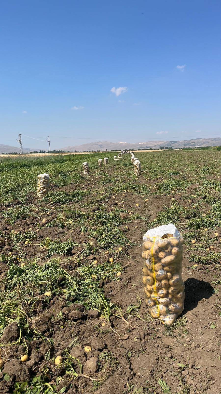 Çöl Ovası'nın Meşhur Patatesinde Hasat Başladı