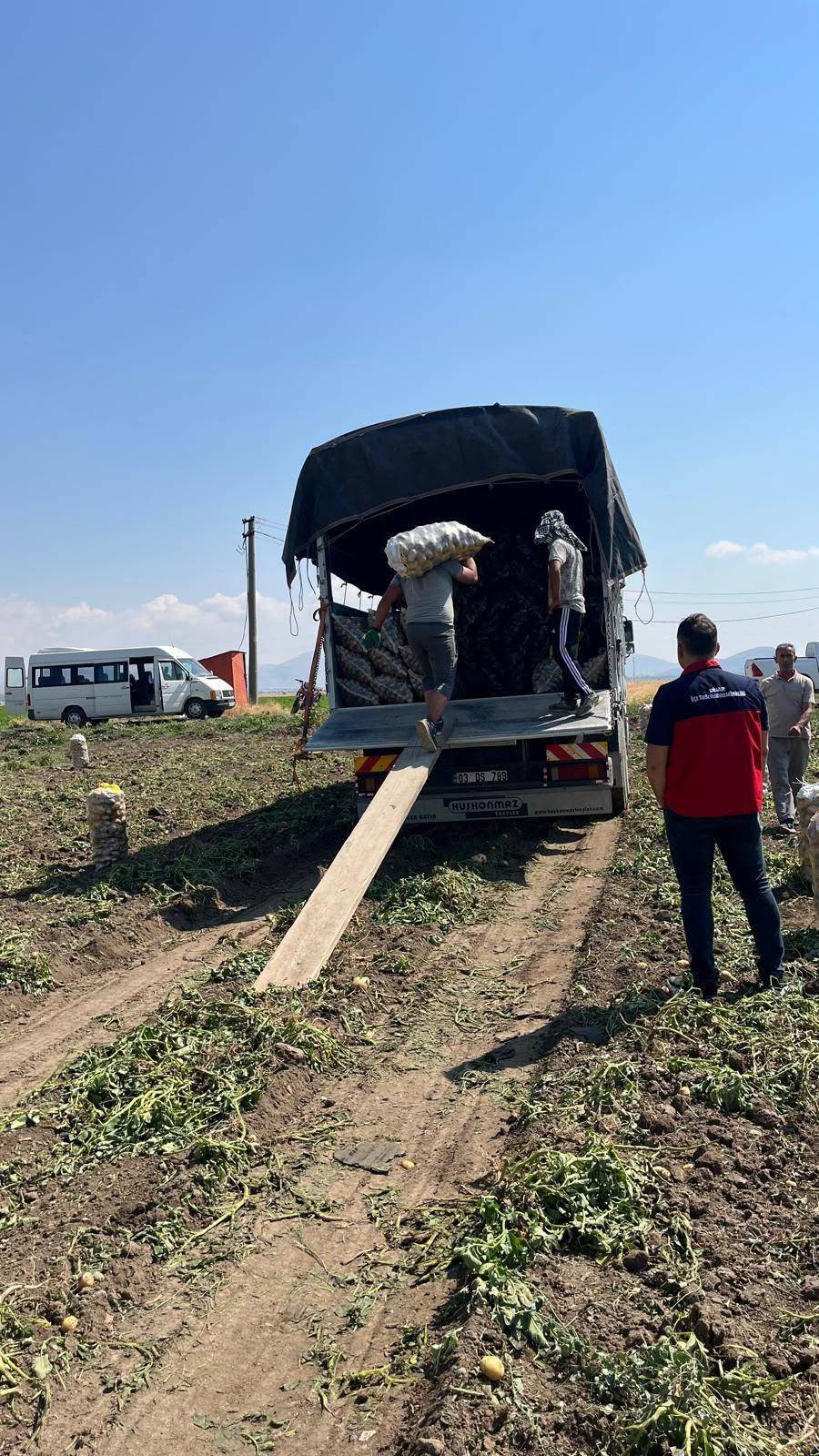 Çöl Ovası'nın Meşhur Patatesinde Hasat Başladı